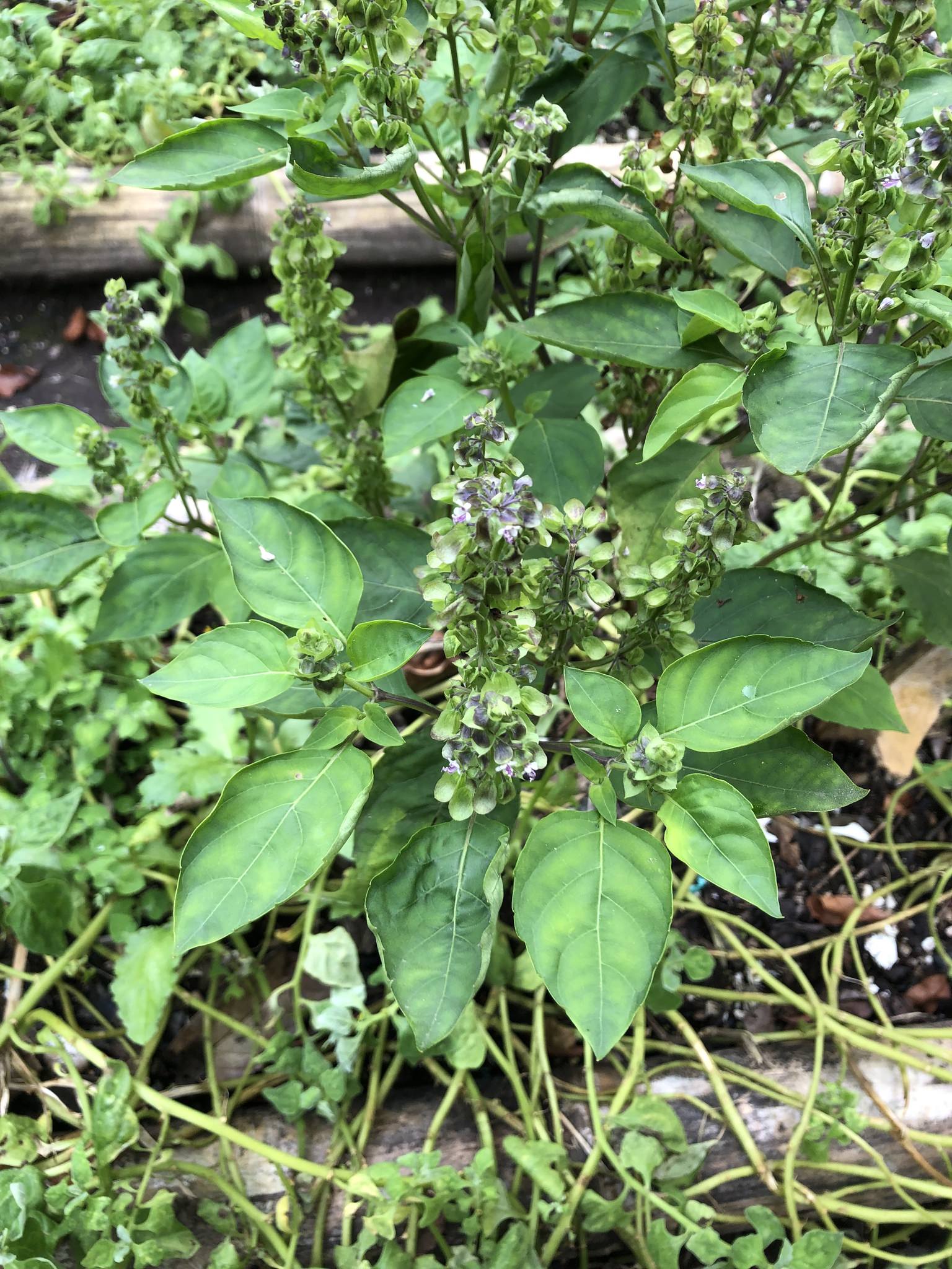 Ocimum campechianum
